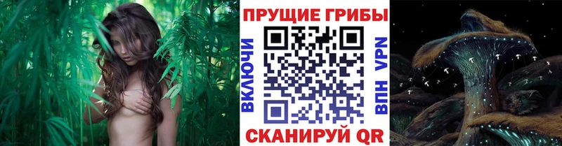 даркнет формула Тамбов Псилоцибиновые грибы Cubensis купить МЕГА онион